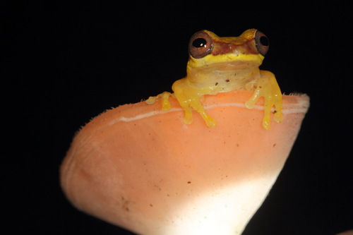 花卉 橘黃刺杯菌 熱帶