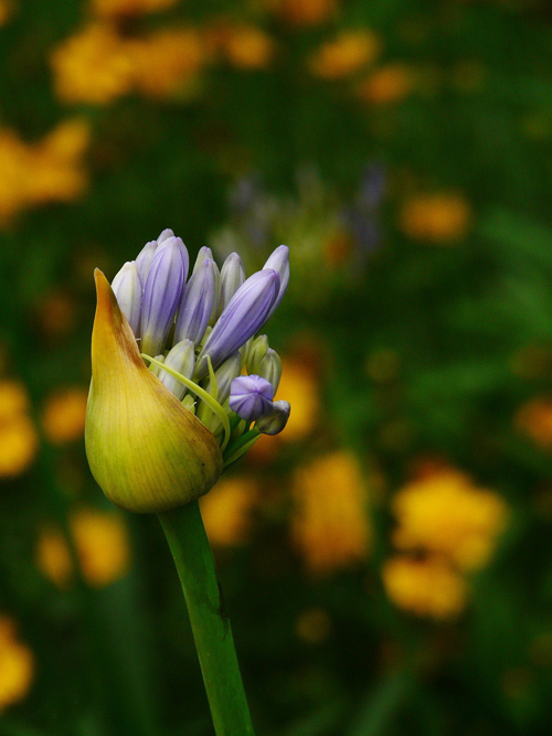 花卉 百子蓮 蘭花君子蘭