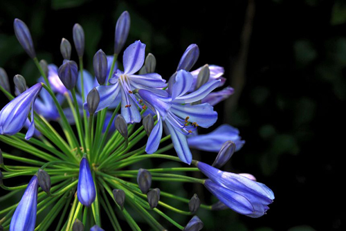 花卉 百子蓮 蘭花君子蘭