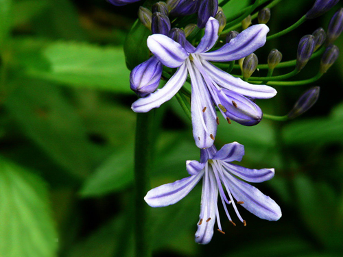 花卉 百子蓮 蘭花君子蘭