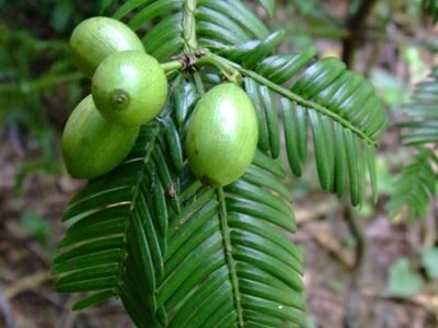 洛南特產三尖杉