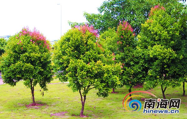 ?？谠嚪N“彩色”綠化樹