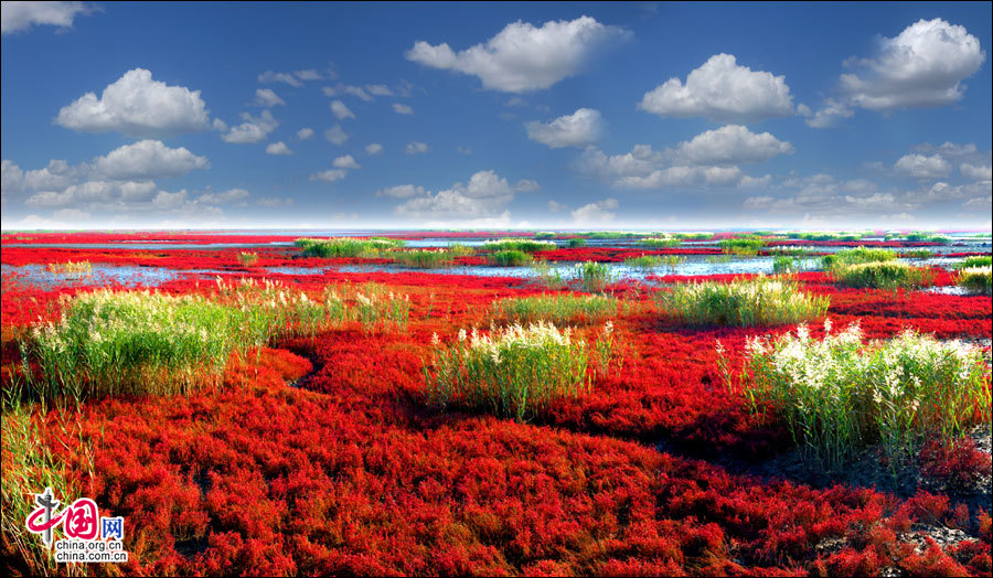 盤(pán)錦濕地 最美濕地