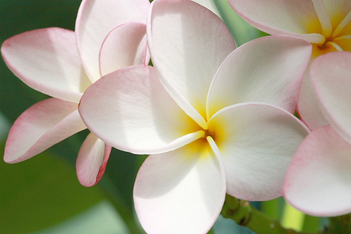 花卉 雞蛋花 夾竹桃