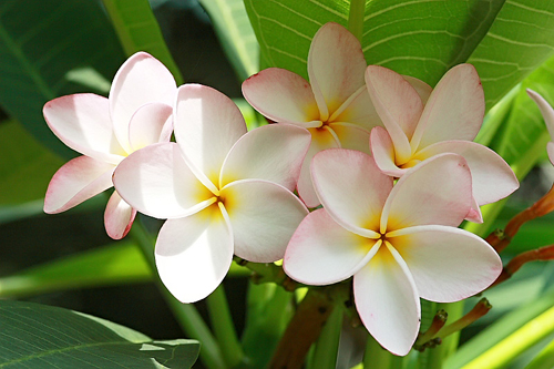 花卉 雞蛋花 夾竹桃