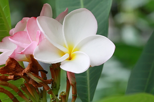 花卉 雞蛋花 夾竹桃