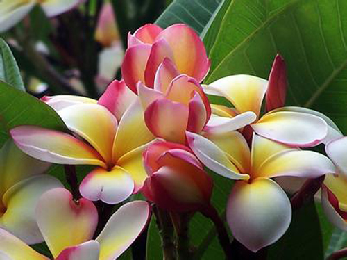 花卉 雞蛋花 夾竹桃