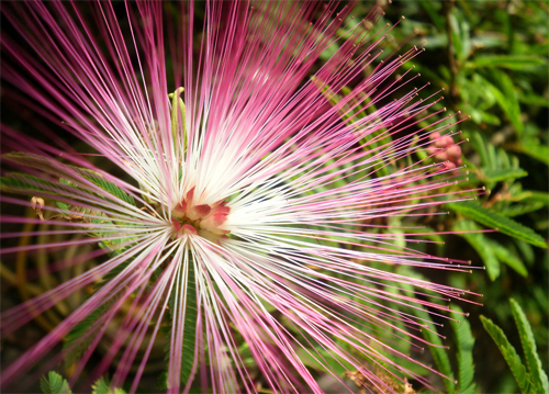 花卉 合歡 豆科