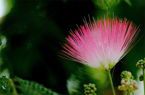 花卉 合歡 豆科