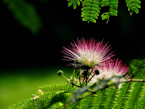 花卉 合歡 豆科