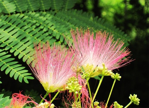 花卉 合歡 豆科