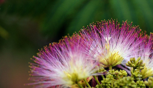 花卉 合歡 豆科