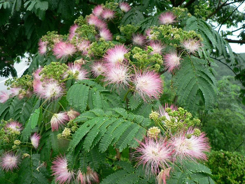 花卉 合歡 豆科