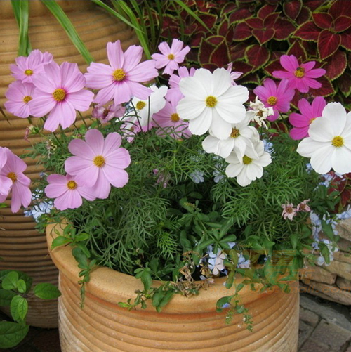 花卉 波斯菊 菊科