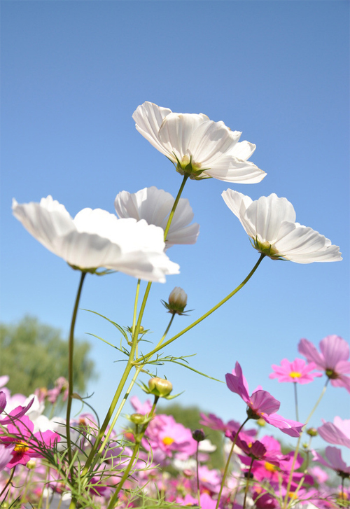 花卉 波斯菊 菊科