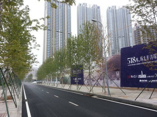 盛世綠源 夏季達(dá)沃斯會(huì)議 紅楓供應(yīng)商 綠化招標(biāo)