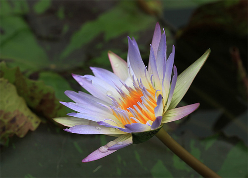 花卉 香水蓮 睡蓮