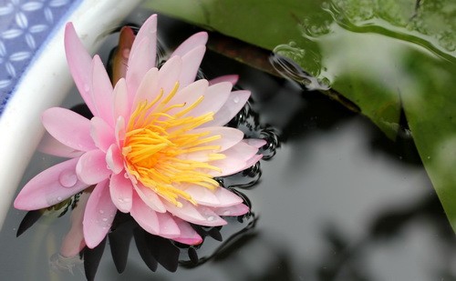 花卉 香水蓮 睡蓮