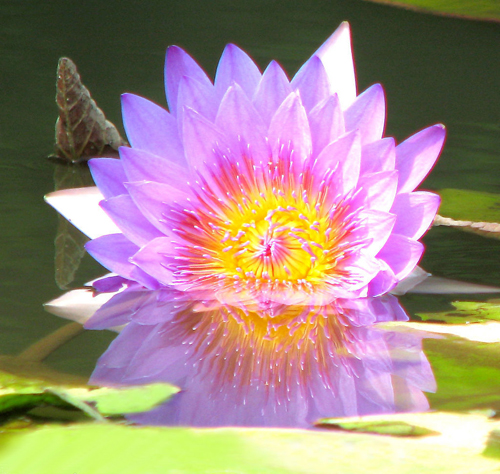 花卉 香水蓮 蓮科