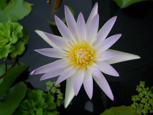 花卉 香水蓮 蓮科