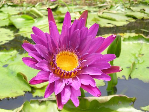 花卉 香水蓮 蓮科