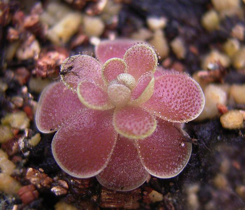 花卉 捕蟲堇 捕蟲植物