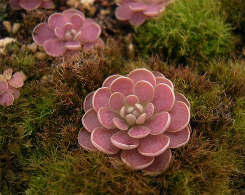 花卉 捕蟲堇 捕蟲植物