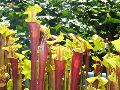 花卉 食蟲植物 瓶子草