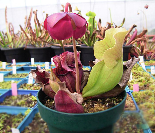 花卉 食蟲植物 瓶子草