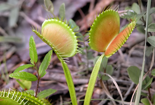 花卉 食蟲植物 捕蠅夾