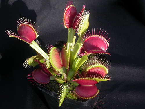 花卉 食蟲植物 捕蠅夾