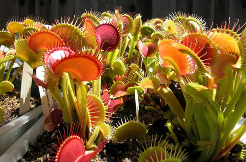 花卉 食蟲植物 捕蠅夾