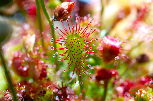 花卉 食蟲植物 茅膏菜
