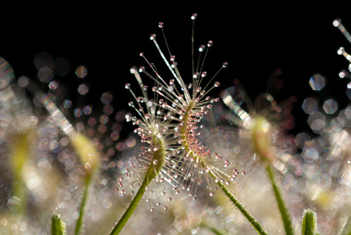 花卉 食蟲植物 茅膏菜