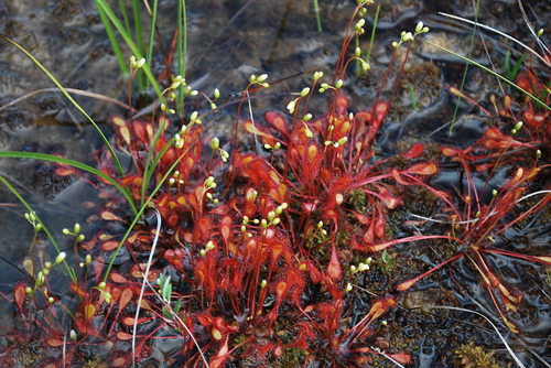 花卉 食蟲植物 茅膏菜