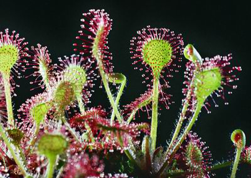 花卉 食蟲植物 茅膏菜