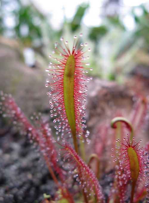 花卉 食蟲植物 茅膏菜