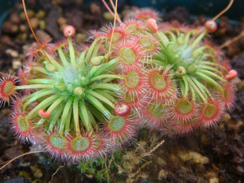 花卉 食蟲植物 茅膏菜