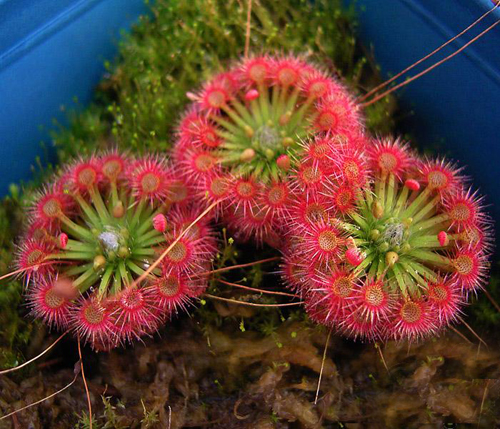 花卉 食蟲植物 茅膏菜