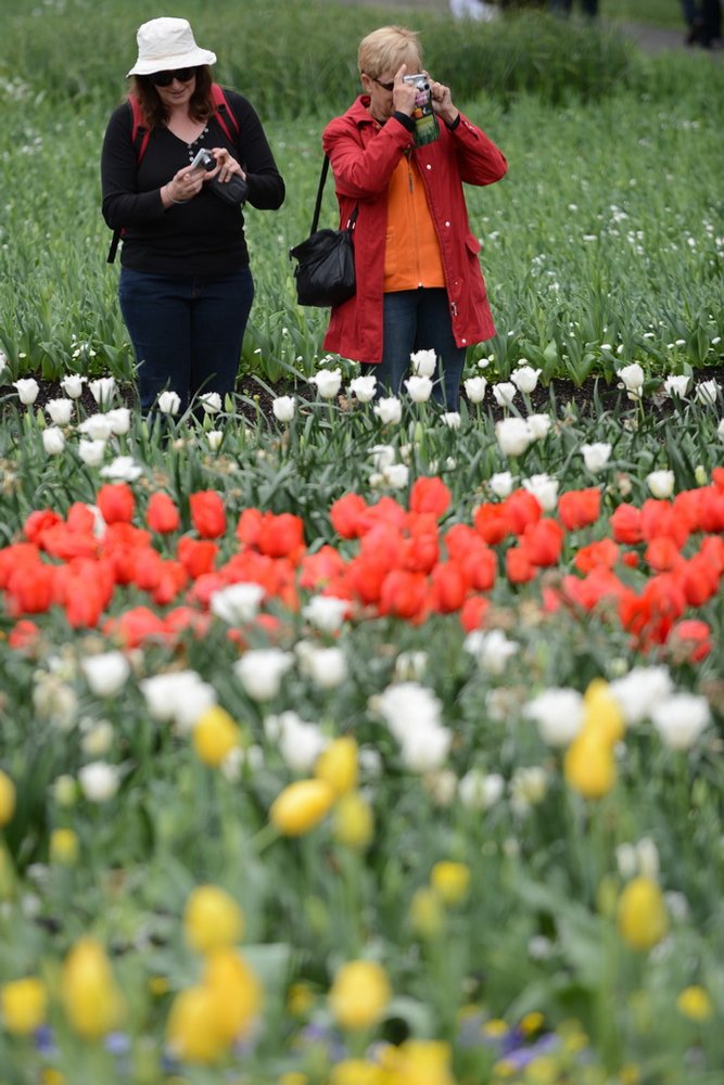 澳大利亞堪培拉花卉節 花卉節 球莖花朵