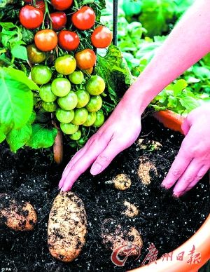 英國公司開發(fā)出同時(shí)結(jié)出西紅柿和土豆的植物