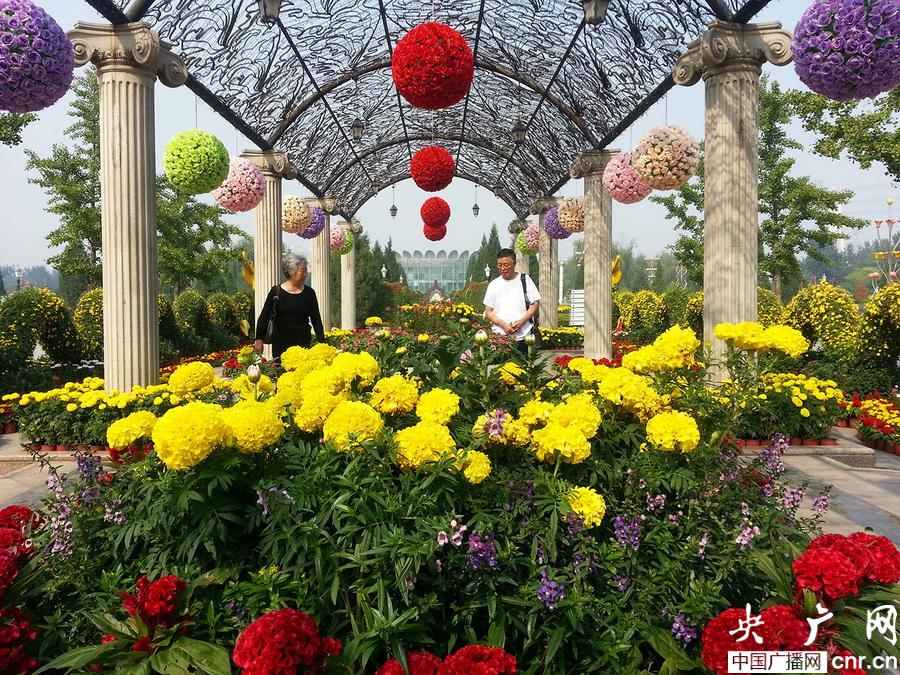 中國菊花展 國際鮮花港 風景園林 菊花展