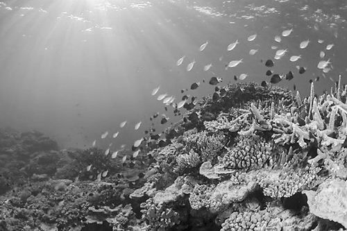 生物多樣性 環保 生態 中國風景園林網