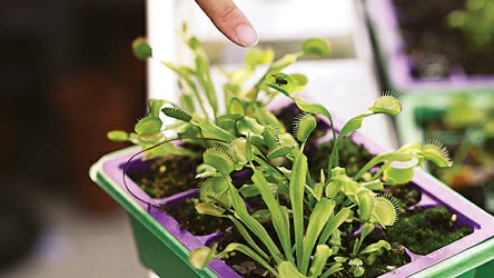 辰山植物園馴化食蟲植物