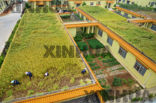 廣西柳江樓頂種水稻獲豐收