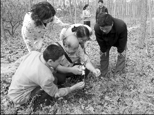 江蘇 沿海 植物庫 生物多樣性 中國風景園林網