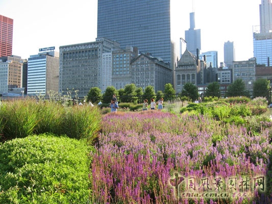 每年的晚春和初夏,明亮空間都變成了紫花鼠尾草的海洋
