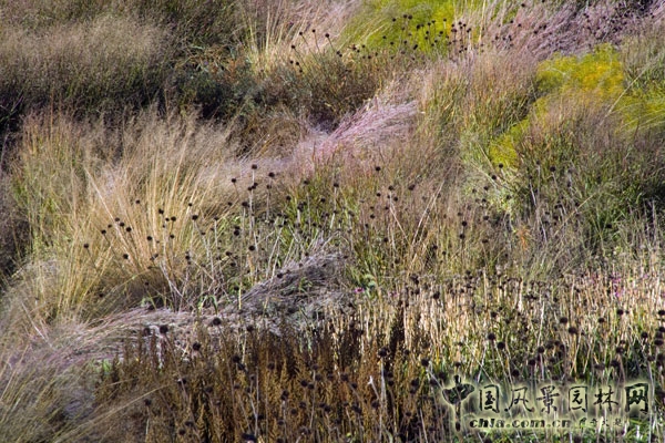光亮空間的多年生植物在溫暖的秋季陽光下絢麗奪目