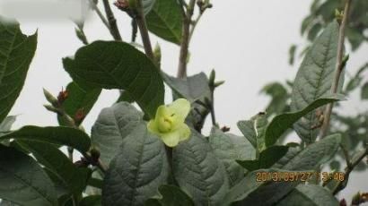 四川首次發現瀕危植物小黃花茶