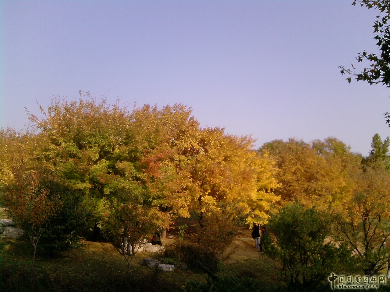 香山紅葉 秋游植物園 萬葉戀歌 植物園